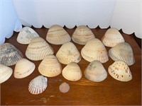 Seashells (17 in lot)