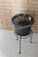 Metal Plant Stand & Plant