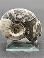 Ammonite Fossil on Stand