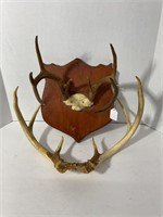 DEER ANTLERS - ONE MOUNTED ON PLAQUE