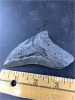Small Megalodon's sharks' tooth 60%  3.5"