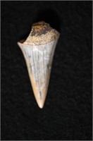 1 11/16" Shark Tooth found by Dale Roberts in Clar