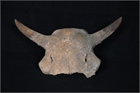 18 3/4" Buffalo Skull Found in Western Iowa