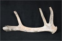 25 1/2" Extinct Eastern Elk Antler Found in Wester
