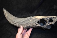 15" Extinct Bison Occidentalis Skull Plate w/ One