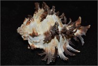 Rare Endive Murex Sea Shell Hexaplex Cichorium Uni