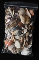 Mixed Bag of Sea Shells Found in The Red Sea Area.
