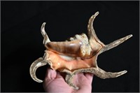 Chiragra Spider Conch Shell "Harpago Chiragra" Fou