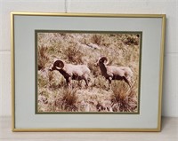 John E. Speranza Rocky Mountain Sheep Picture