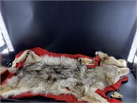 Coyote rug in poor condition