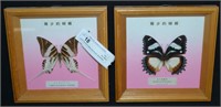 2pcs Framed & Mounted Exotic Butterflies
