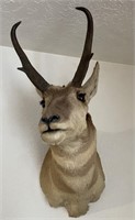 Pronghorn Antelope Taxidermy