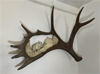 Single Carved Left Moose Antler