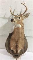 Mounted 8 Point Deer Head M9A