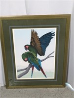 Framed Print "Military Macaws" by Dallas John