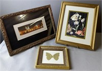 Framed Butterflies Images And Old Town Square