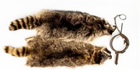 Antique Bigelow Animal Trap & 2 Raccoon Pelts