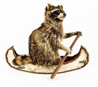 Taxidermy Unique Raccoon Full Body Mount in Canoe