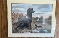 Black Lab Duck Dog Framed Print by Andrew Chapman