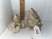 Red Sea shells