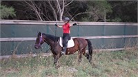 (VIC) TONKA - STANDARDBRED GELDING