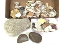 Large Group of Shells, Mineral Specimens & More