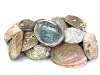 15+ Raw Abalone Shells 4-9"