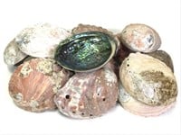 15 Raw Abalone Shells 7-9"