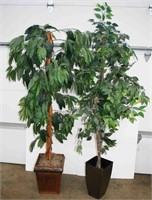 (2) Fiscus Trees w/ Planters 6' H