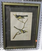 Framed plate etching of Gold-Winged Warbler