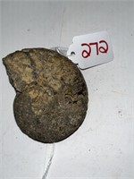 Ammonited fossil