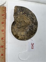 Ammonite fossil