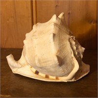 Natural Conch Shell Seashell Beach Decor