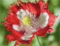 100+Seeds-Canadian Flag Poppy-Red&White Blooms