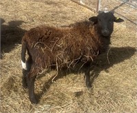 Ram-Katahdin Mix - 2023 born