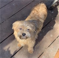 Female-Shihtzu x Yorkie-Intact,2 years "Ginger"