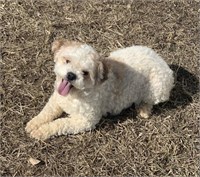 Female-Bichon x Shihtzu-Intact, 1.5 years