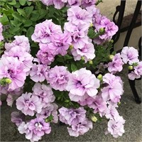 100+ Seeds Light Purple Petunia