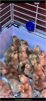 4 Chicks! Rhode Island Red- 4 weeks old, unsexed