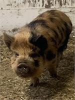 Gilt-KuneKune Piglet- Spotted