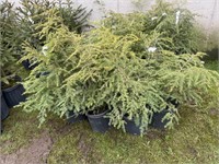 10 2gal pots of Canadian Hemlock shrubs