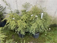 10 2gal pots of Canadian hemlock shrubs