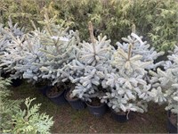 10 3gal pots of baby blue spruce trees