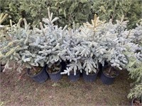 10 3gal pots of baby blue spruce trees