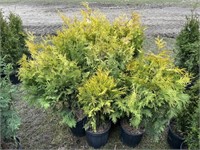 10 2gal pots of European gold cedars