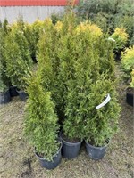 10 2gal pots of emerald cedars