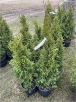 10 2gal pots of emerald cedars