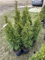 10 2gal pots of emerald cedars