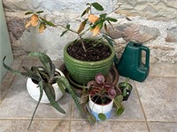 Collection of Houseplants, Containers