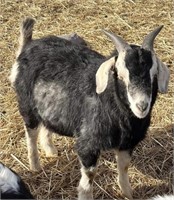 Wether- Boer Goat- Yearling